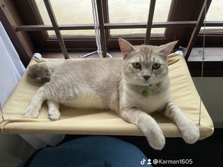 Tofu - Tabby + British Shorthair Cat