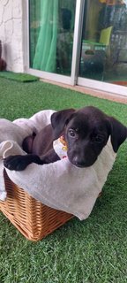 6 Cute Puppies Available - Mixed Breed Dog