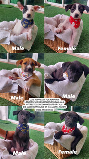 6 Cute Puppies Available - Mixed Breed Dog