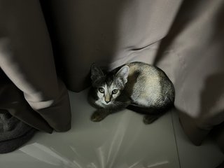 Kuci - Domestic Short Hair Cat
