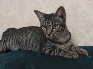 Cat-nick - Domestic Short Hair Cat