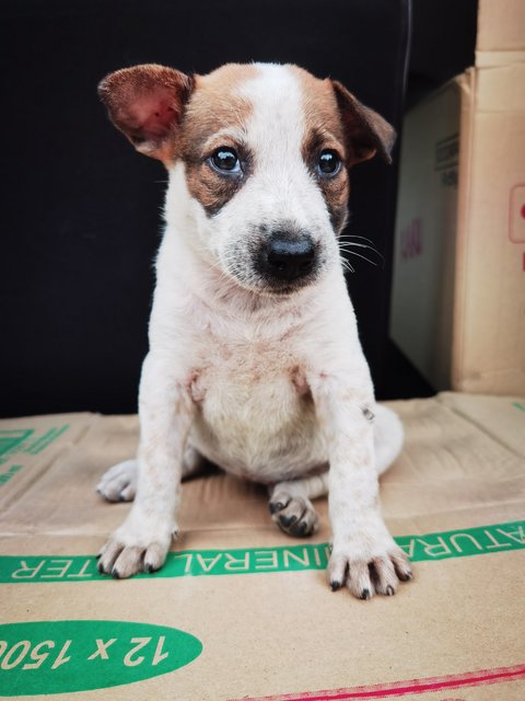 Puppy (Nonameyet)  - Mixed Breed Dog