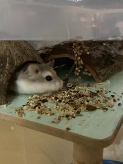 Crème Brûlée 🍮  - Roborovsky's Hamster Hamster