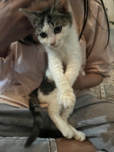 Baby Kenit - Domestic Short Hair Cat