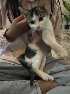 Baby Kenit - Domestic Short Hair Cat