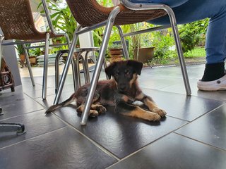 Baby Furry - Mixed Breed Dog