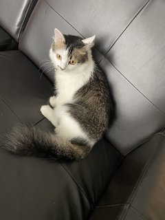 Lilo - Domestic Long Hair Cat