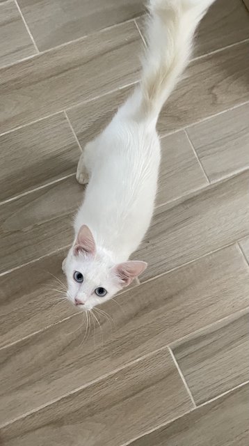 Bubbles - Domestic Medium Hair Cat