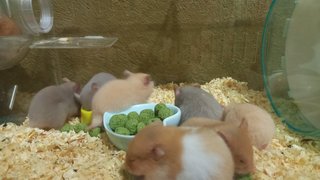 Moon - Syrian / Golden Hamster Hamster
