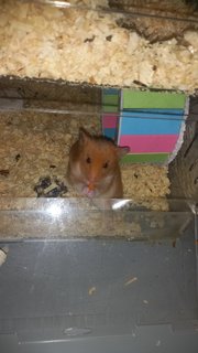 Moon - Syrian / Golden Hamster Hamster