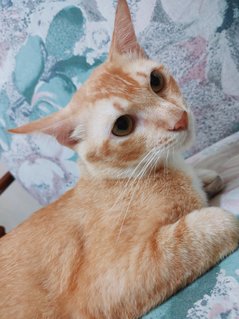 Little Orange  - Domestic Medium Hair Cat