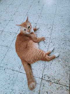Little Orange  - Domestic Medium Hair Cat