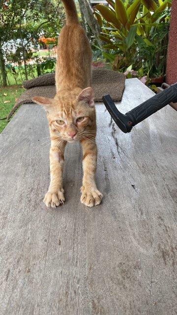 Orange  - Domestic Short Hair Cat