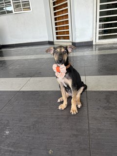 Puppy 45 - Mixed Breed Dog