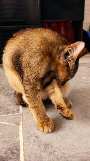 Micha - Domestic Short Hair Cat