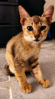 Micha - Domestic Short Hair Cat