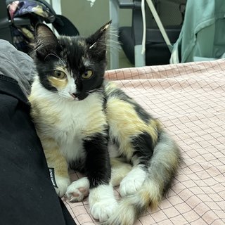 Pao Pao - Domestic Medium Hair Cat