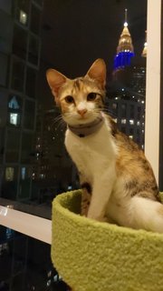 Luna - Calico + Domestic Short Hair Cat