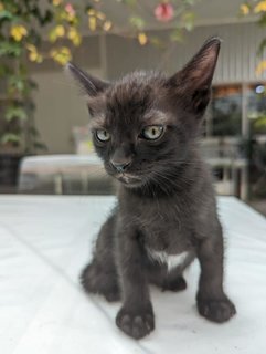 Nyima - Domestic Short Hair Cat