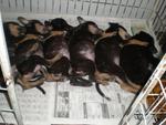 9 Puppies From Salak South Pasar - Mixed Breed Dog
