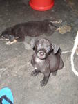 9 Puppies From Salak South Pasar - Mixed Breed Dog
