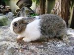 Nd1 - Netherland Dwarf Rabbit