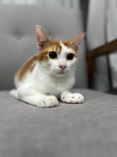 Mika - Domestic Short Hair Cat