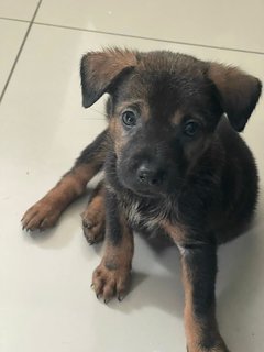 Chocolate  - Mixed Breed Dog