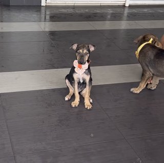 Hansem Boy For Adoption  - Mixed Breed Dog