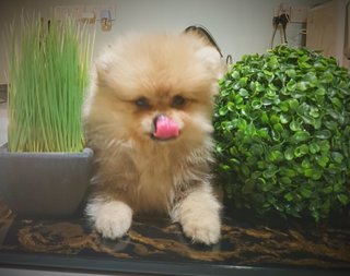 Pomeranian, Male And Female Available - Pomeranian Dog