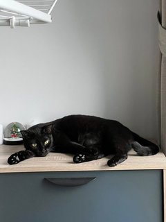 Black Beauty - Domestic Short Hair Cat