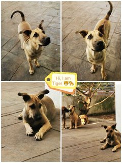 Monster Puppies  - Mixed Breed Dog