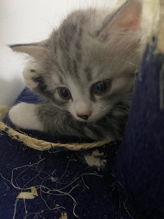Amber - Persian Cat