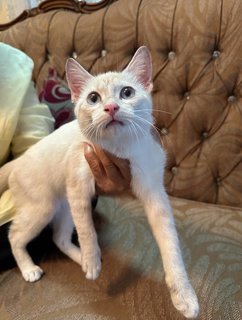 Nelly - The Siamese Kitten - Siamese + Domestic Short Hair Cat