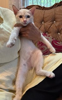 Nelly - The Siamese Kitten - Siamese + Domestic Short Hair Cat