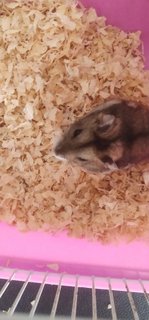 Cupcake - Short Dwarf Hamster + Common Hamster Hamster