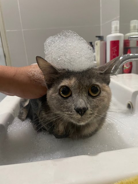 Ney Ney - Domestic Short Hair + Calico Cat