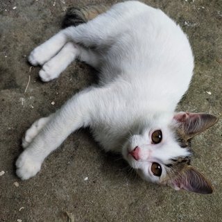 Xiao Bai - Turkish Van + Domestic Short Hair Cat