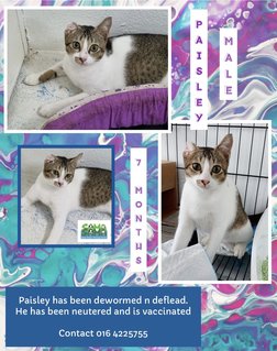 Paisley - Domestic Short Hair Cat