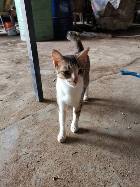 Mew - Domestic Short Hair Cat