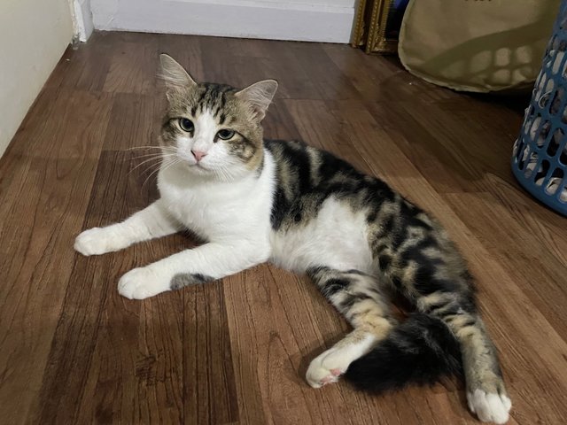 Ollie - Domestic Short Hair + Domestic Medium Hair Cat