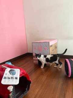Kyra - Tuxedo + Domestic Medium Hair Cat