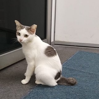Cat-tessie - Domestic Short Hair Cat
