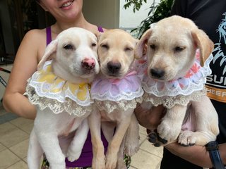 Daisy’s Pups - Mixed Breed Dog