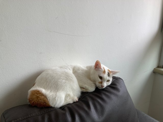 Nebula - Domestic Short Hair Cat