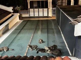Bumbung Family - Domestic Short Hair Cat