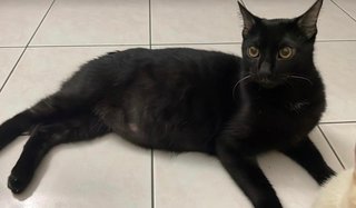  Tecik/ Teh /tam - Domestic Short Hair Cat