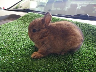 Netherland Drawf Rabbit Babies  - Netherland Dwarf Rabbit