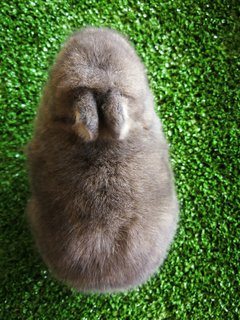 Netherland Drawf Rabbit Babies  - Netherland Dwarf Rabbit