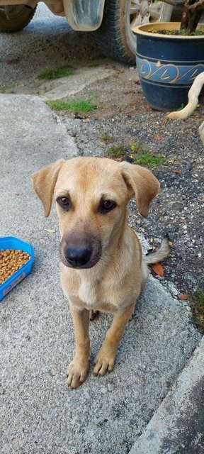 Swit-bi - Mixed Breed Dog